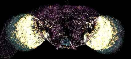Predicted vs recorded neural activity