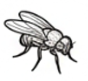 Fly